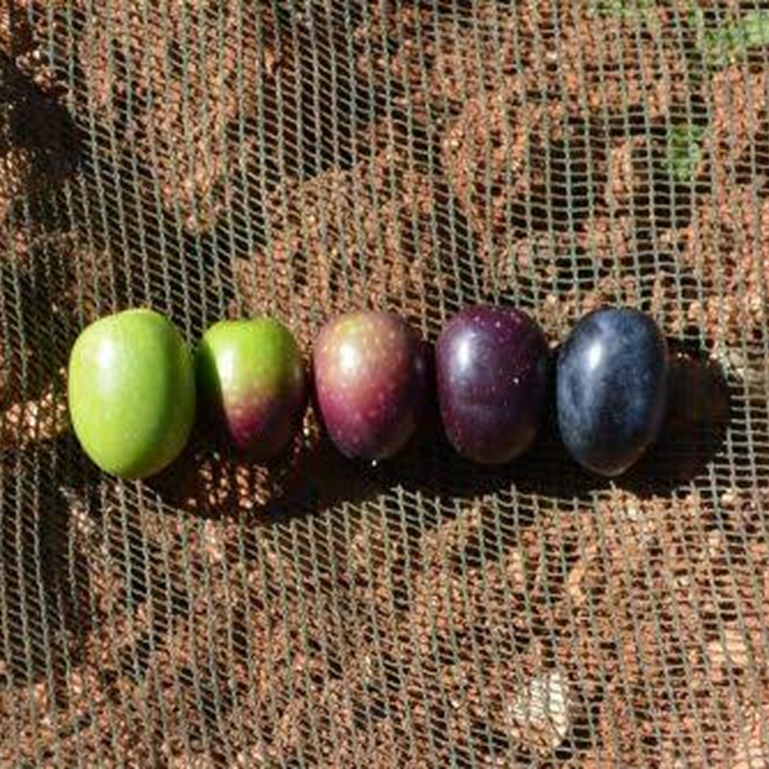 FRUTO